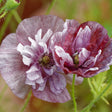 Close-up of blush pink and burgundy double-petaled Pandora poppy blooms.