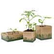 Three Botanical Interests recycled paper pot seedling sets displayed with tomato and plant seedlings against a white background