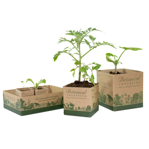 Three Botanical Interests recycled paper pot seedling sets displayed with tomato and plant seedlings against a white background