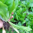 Close-up photo of a gardener's hand holding a harvested Parris Island Cos romaine lettuce plant by its roots with garden soil attached, for Parris Island Cos Romaine Lettuce Seeds.