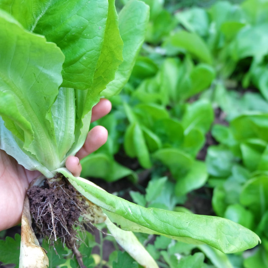 Close-up photo of a gardener's hand holding a harvested Parris Island Cos romaine lettuce plant by its roots with garden soil attached, for Parris Island Cos Romaine Lettuce Seeds.