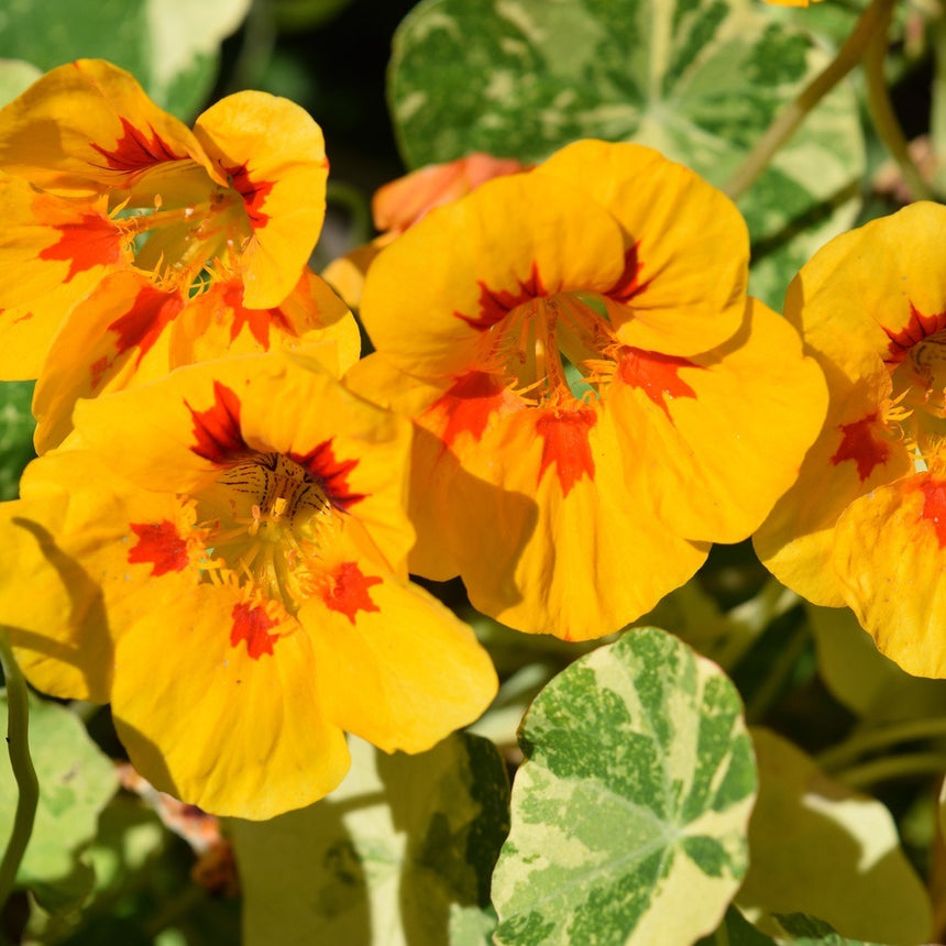 Close-up of Peach Melba nasturtium flowers with golden-yellow petals splashed with deep red-orange markings around the throat, surrounded by variegated cream-and-green foliage.