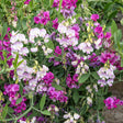 Sweet pea vines in full bloom with clusters of ruffled flowers in shades of magenta, pink and pale lavender-white, scrambling over green foliage against a stone wall backdrop.