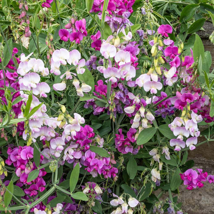 Sweet pea vines in full bloom with clusters of ruffled flowers in shades of magenta, pink and pale lavender-white, scrambling over green foliage against a stone wall backdrop.
