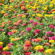 Dense bed of fully double zinnia blooms in mixed pink, red, orange and yellow shades, packed closely together above green foliage in bright sunlight.