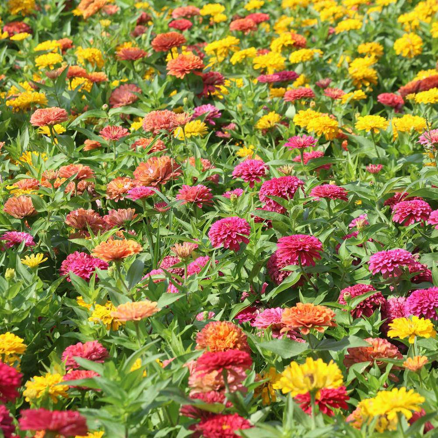 Dense bed of fully double zinnia blooms in mixed pink, red, orange and yellow shades, packed closely together above green foliage in bright sunlight.