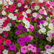 Densely flowering petunia plants in a mixed blend of magenta, white, purple, and pink trumpet-shaped blooms, growing thickly together with green foliage almost entirely hidden beneath the flowers.