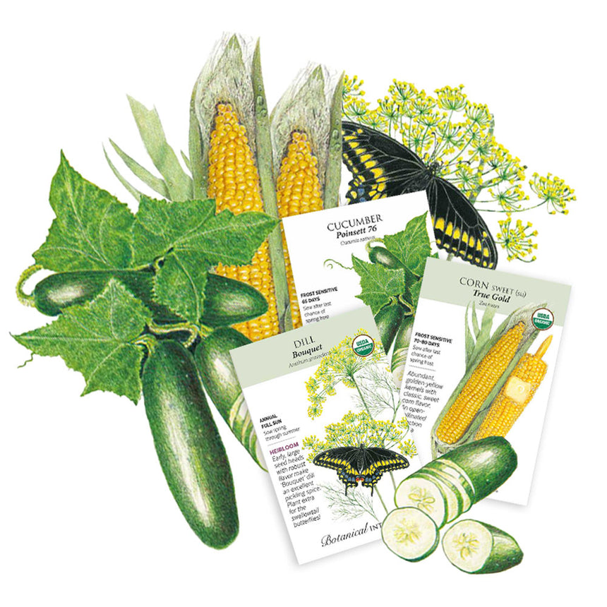Three illustrated seed packets for Cucumber Poinsett 76, Dill Bouquet, and Corn Sweet True Gold, each with growing details like days to maturity and sun needs, arranged among painted cucumbers, corn cobs, dill flowers, and a black swallowtail butterfly.