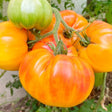 Cluster of ribbed heirloom tomatoes on the vine, showing swirled orange and red streaked skin on the ripe fruit alongside one still-green, unripe tomato.