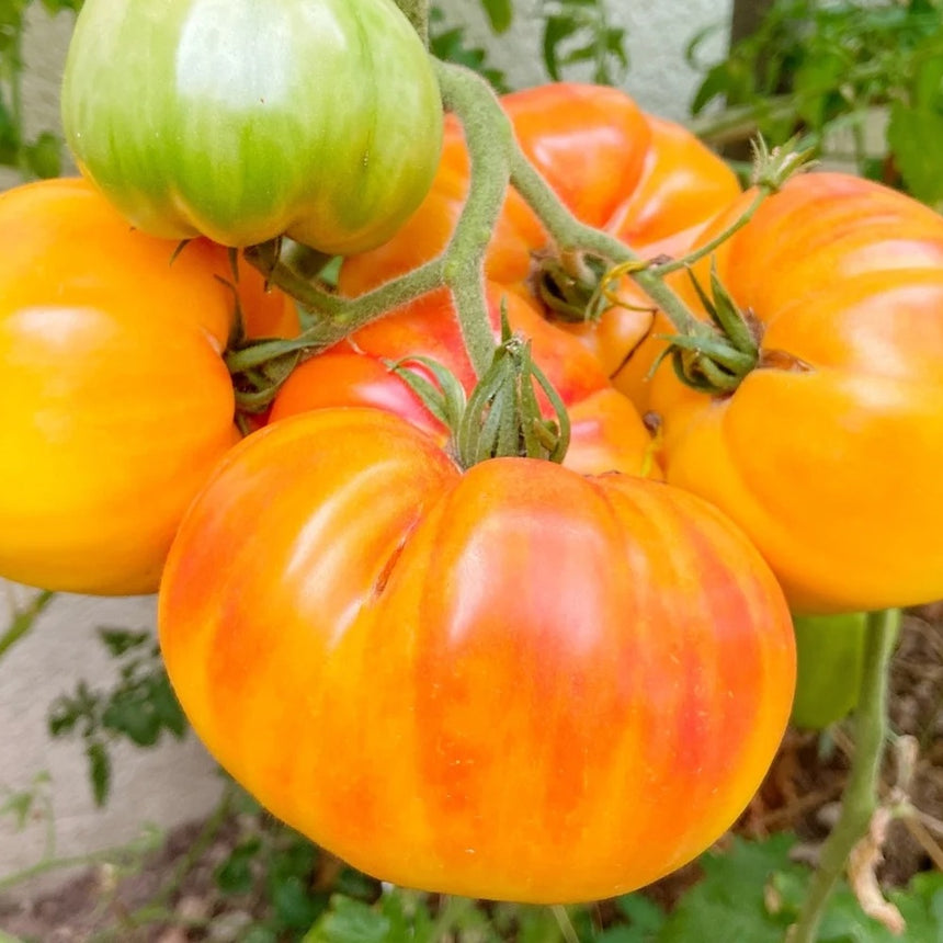 Cluster of ribbed heirloom tomatoes on the vine, showing swirled orange and red streaked skin on the ripe fruit alongside one still-green, unripe tomato.