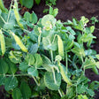 Close-up of a pea plant with plump, ready-to-pick pods hanging among rounded green leaves and curling tendrils, water droplets beading on the foliage above dark garden soil.