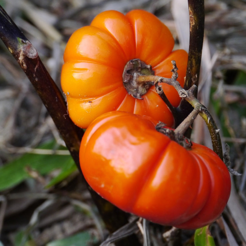 Close-up of two ribbed, glossy orange pumpkin-on-a-stick fruits growing on a thorny brown stem, surrounded by dried foliage and a few green leaves.