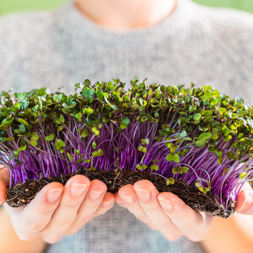 Two cupped hands lift a dense mat of purple kohlrabi microgreens still rooted in soil, showing vivid violet stems topped with small green leaves.