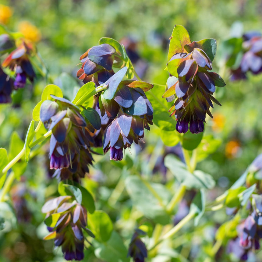 Honeywort (Cerinthe) stems bearing clusters of dusky purple-blue bracts and dark tubular flowers cascading downward, with silvery-green foliage against a sunlit, blurred garden backdrop.