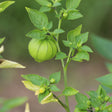 A tomatillo plant with a rounded green fruit still enclosed in its papery, vein-striped husk, surrounded by several unripe buds and green leaves on the stem.