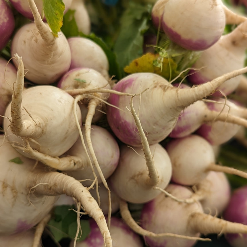 Freshly harvested Purple Top White Globe turnips piled together, showing their round white bulbs with pink-purple shoulders, trailing taproots, and a few green leaves still attached.