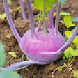 Close-up of a purple kohlrabi bulb growing in soil, its swollen pale-to-deep-violet stem sprouting curved leaf stalks and green foliage above.