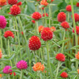 Gomphrena flowers in a mix of fiery red, orange, and magenta clover-like blooms atop upright hairy green stems, growing densely amid slender leaves in a garden bed.