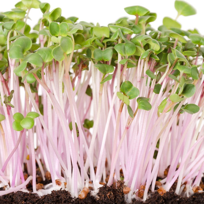 Close-up of China Rose radish microgreens with pale pink stems and small rounded green leaves growing densely from dark soil, with visible germinated seed hulls at the base.