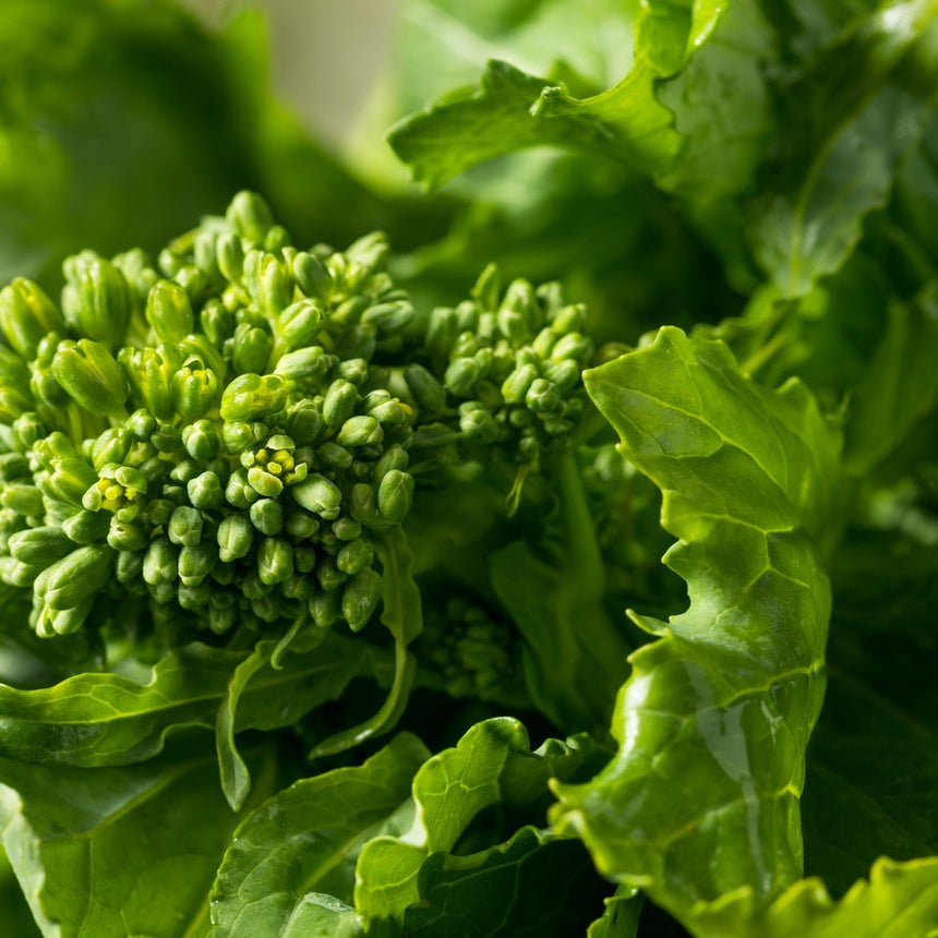Close-up of rapini broccoli raab in bud, showing tight clusters of tiny green flower buds surrounded by broad, ruffled-edged leaves glistening with moisture.