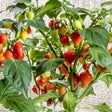 Biquinho chile pepper plant with clusters of small teardrop-shaped fruits in varying ripeness stages—green, yellow, orange and glossy red—amid dense green foliage against a woven burlap backdrop.