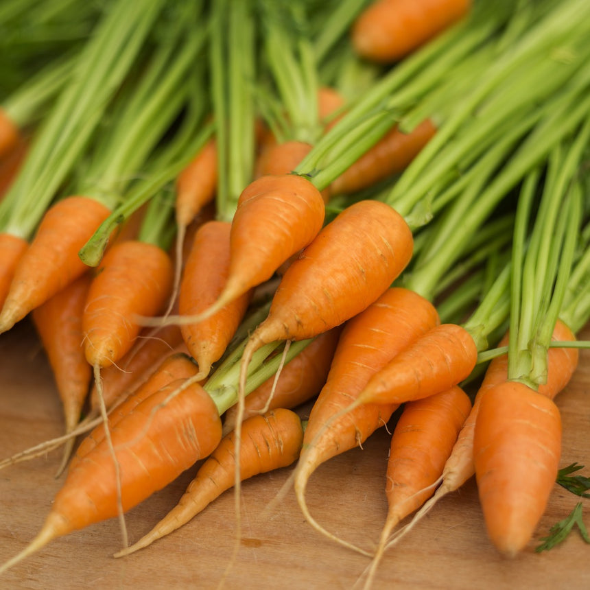Freshly harvested Red Cored Chantenay carrots with short, tapered orange roots and trailing fine rootlets, still attached to their green leafy tops, piled on a wooden surface.