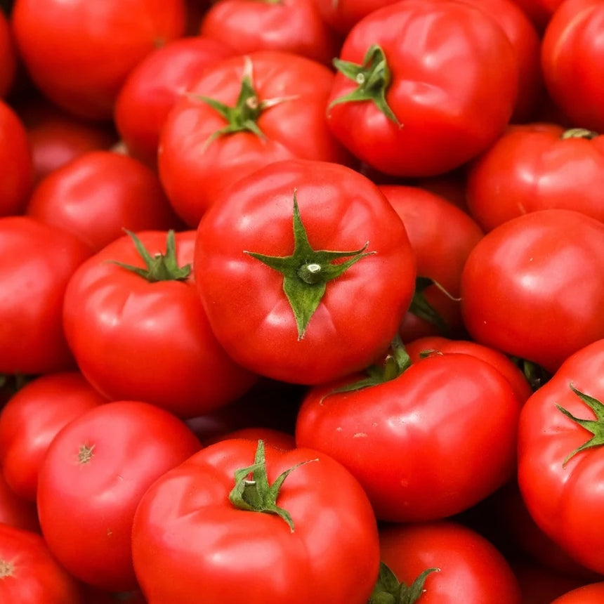 Close-up of a densely packed pile of ripe Red Pride bush tomatoes, their smooth glossy skins bright red and topped with fresh green star-shaped calyxes.