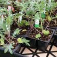 Red Russian kale seedlings with purple stems and frilly, dew-covered leaves grow in black plastic cell trays, each pot marked with a small handwritten "Red Russian Kale" plant label.