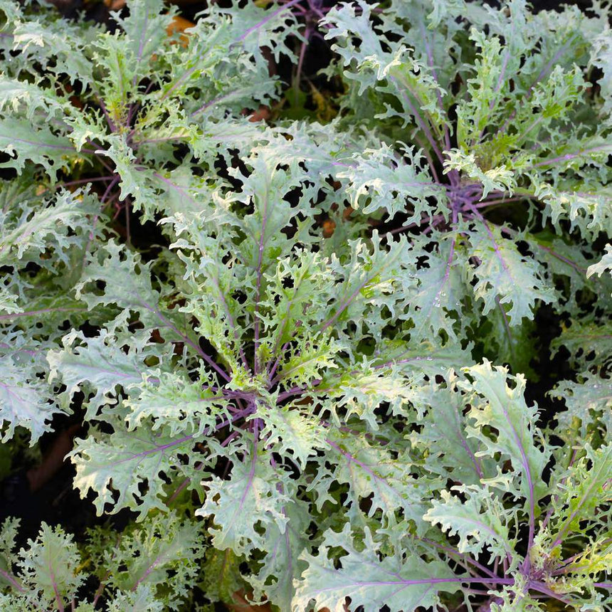 Close-up of Red Russian kale plants in the garden, showing frilly, deeply serrated blue-green leaves with pink-purple veins and stems, some leaves visibly nibbled with small holes.