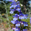 A tall penstemon flower spike densely packed with tubular blue-violet blooms opening to pale, white-streaked throats, photographed close up against a softly blurred garden background.
