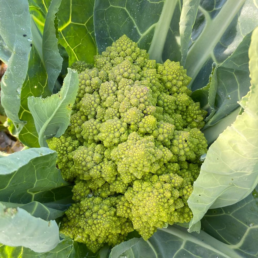 Close-up of a Romanesco cauliflower head growing in the garden, showing its distinctive lime-green, spiralling fractal florets nestled among broad, veined outer leaves.
