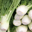Freshly harvested Romanesco fennel bulbs stacked closely together, showing pale ridged white bulbs with trimmed stem bases and feathery green fronds still attached.