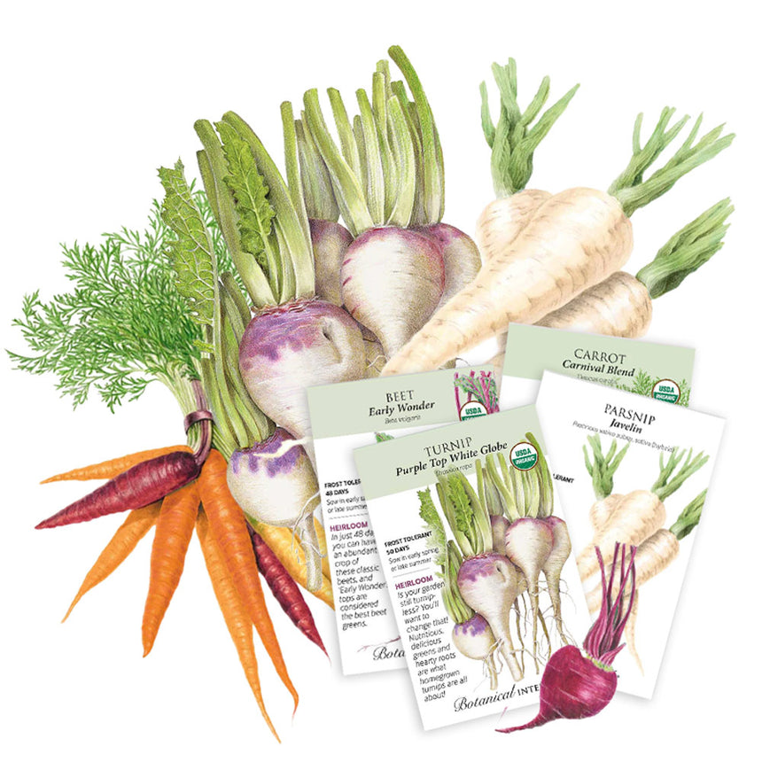 Illustrated root vegetable seed bundle showing purple and orange carrots, a beet, turnip, and parsnip with leafy tops, arranged over four fanned seed packets labelled Beet Early Wonder, Carrot Carnival Blend, Turnip Purple Top White Globe, and Parsnip Javelin, each with growing details and organic certification.