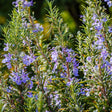 Close-up of upright rosemary stems with narrow needle-like leaves, densely covered in small pale purple flowers, set against a softly blurred green garden backdrop.