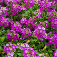 Close-up of Rosie O'Day sweet alyssum in bloom, showing dense clusters of small four-petaled flowers ranging from deep magenta to pale pink-white, set against low mounding green foliage.