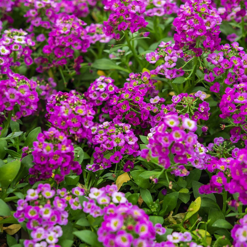Close-up of Rosie O'Day sweet alyssum in bloom, showing dense clusters of small four-petaled flowers ranging from deep magenta to pale pink-white, set against low mounding green foliage.