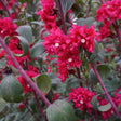 Close-up of vibrant pink Rosy Cheek to Cheek Clarkia flowers with green leaves