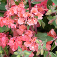 Close-up of pink Rosy Cheek to Cheek Clarkia flowers with green leaves
