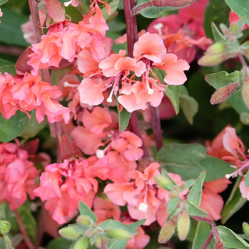 Close-up of pink Rosy Cheek to Cheek Clarkia flowers with green leaves