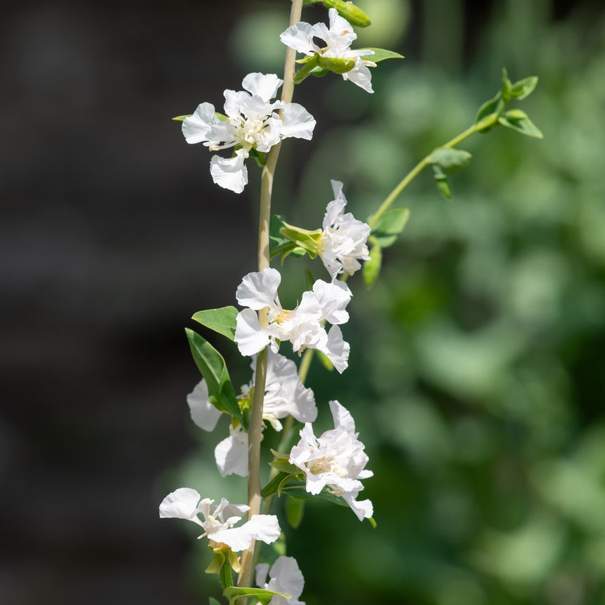 White Rosy Cheek to Cheek Clarkia flowers on a branch with a blurred green background