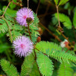 Two spherical, pink pom-pom-like sensitive plant flowers with fine radiating filaments bloom on thorny stems among finely divided, fern-like green leaflets, with unopened brown seed heads nearby.