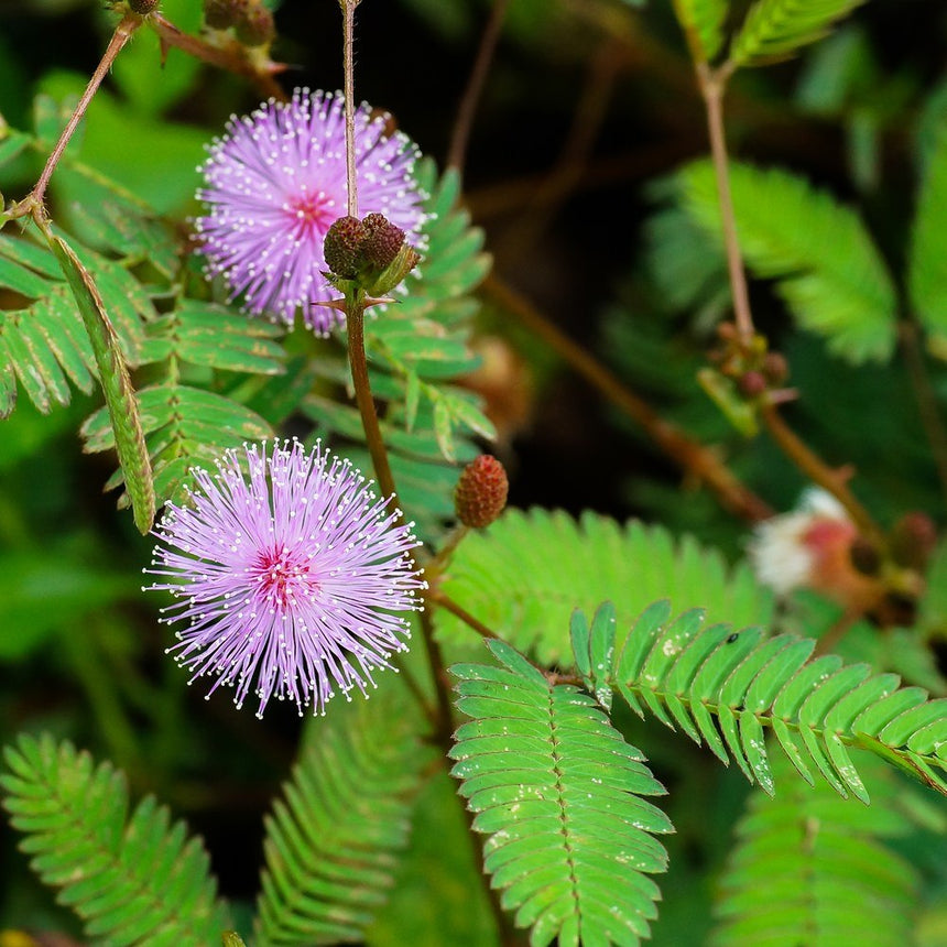 Two spherical, pink pom-pom-like sensitive plant flowers with fine radiating filaments bloom on thorny stems among finely divided, fern-like green leaflets, with unopened brown seed heads nearby.