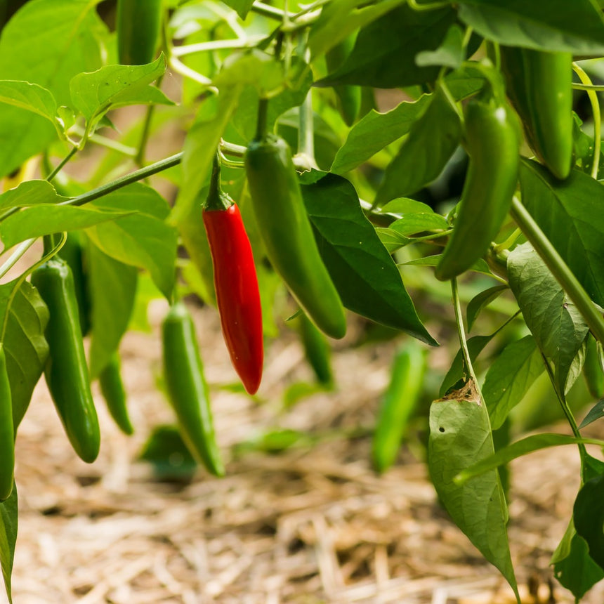 One ripe red serrano chile pepper hangs among several unripe green pods on a leafy plant, growing above a straw-mulched garden bed.