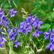 Close-up of larkspur in bloom, with clusters of violet-blue spurred flowers and slender green stems and buds set against a softly blurred green garden background.