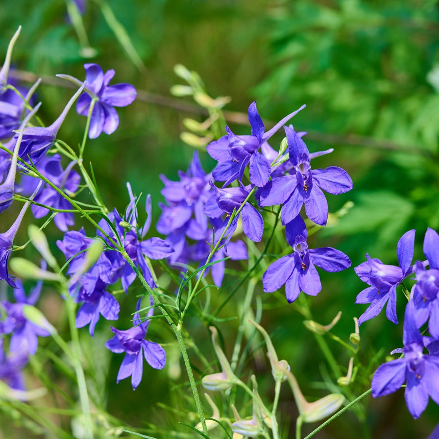 Close-up of larkspur in bloom, with clusters of violet-blue spurred flowers and slender green stems and buds set against a softly blurred green garden background.