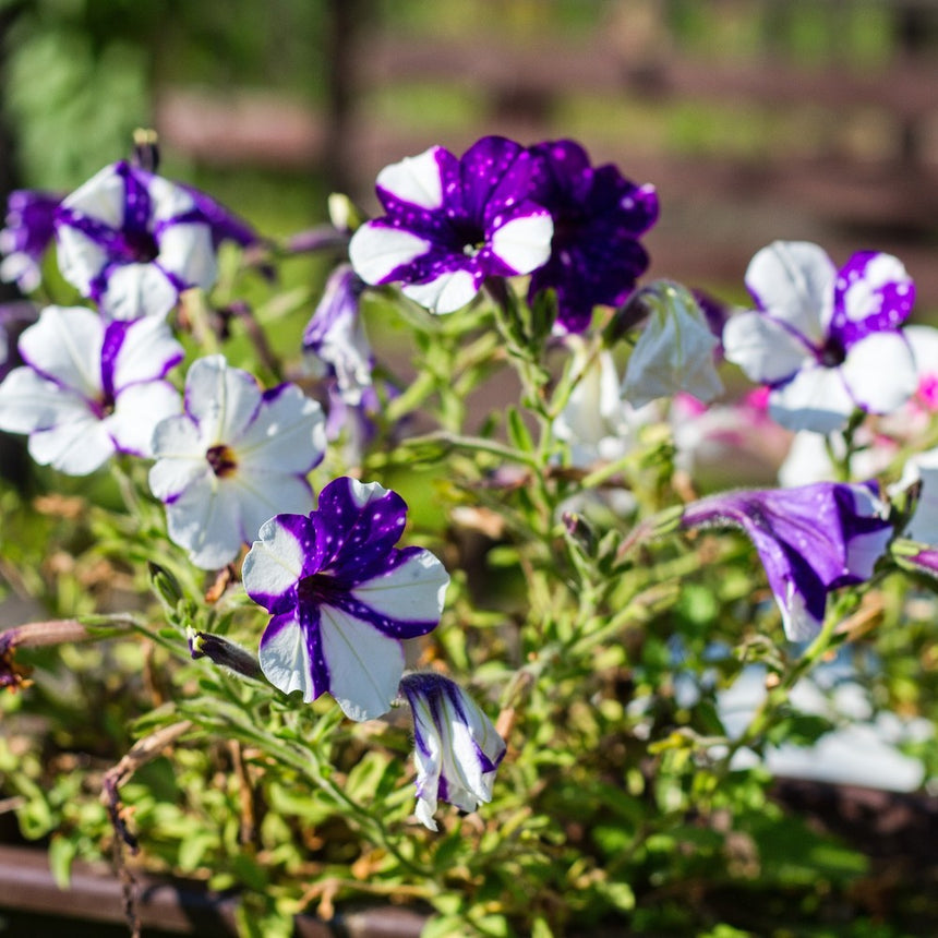 Petunia flowers in bloom with striking purple and white starburst-patterned petals, some fully open and others still unfurling, growing among green foliage in a garden planter.