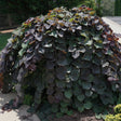 Weeping Ruby Falls redbud tree forms a dense, umbrella-shaped mound of heart-shaped dark purple-green leaves cascading to the ground, planted beside a paved path in a landscaped garden.