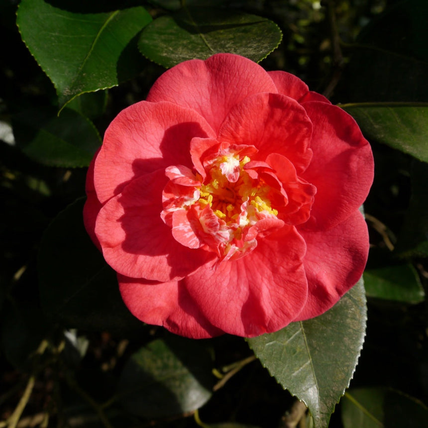 A fully open R.L. Wheeler camellia bloom with layered coral-pink petals surrounding a cluster of ruffled white and pink petaloids and golden stamens, set against dark glossy green foliage.