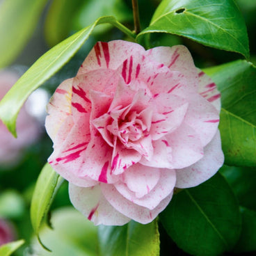 Close-up of a fully double LA Peppermint camellia bloom, its pale pink petals streaked and speckled with deep raspberry-red markings, surrounded by glossy dark green leaves.