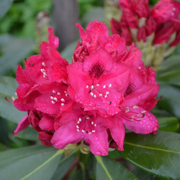 Close-up of a Nova Zembla rhododendron truss with deep pink-red, ruffled blooms speckled with dark maroon markings on the upper petals, cream stamens, and glistening water droplets, surrounded by dark green foliage.